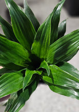 Load image into Gallery viewer, Dracaena - Janet Craig - 3&quot;F
