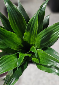 Dracaena - Janet Craig - 3"F
