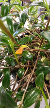 Load image into Gallery viewer, Goldfish plant - Hanging Basket 6"
