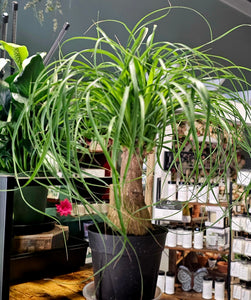 Ponytail Palm - 6"