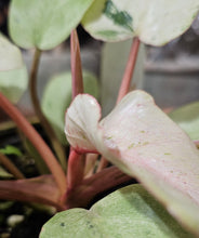 Load image into Gallery viewer, Philodendron erubescens &#39;Snowdrift Variegated&#39; - 4.5&quot;

