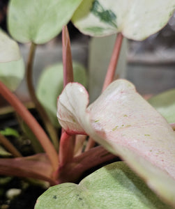 Philodendron erubescens 'Snowdrift Variegated' - 4.5"