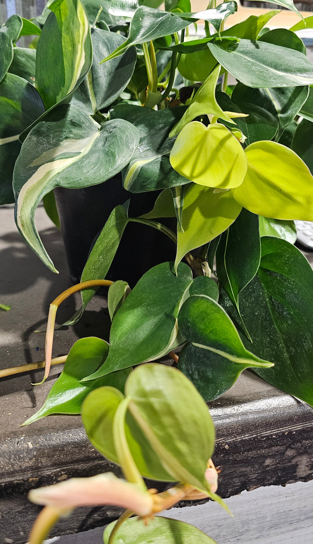 Philodendron - Silver Stripe - 6