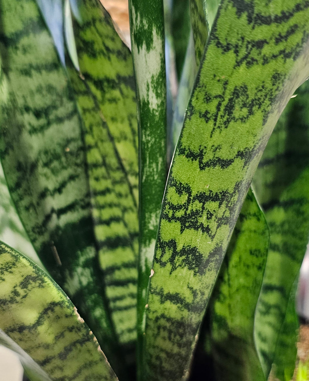 Sansevieria - Zeylanica - 6