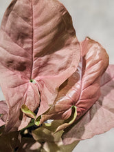 Load image into Gallery viewer, Syngonium - Butterfly - 3&quot;
