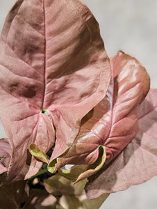 Syngonium - Butterfly - 3"