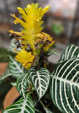 Load image into Gallery viewer, Zebra Plant - 6"
