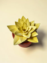 Load image into Gallery viewer, Succulent Gnat Trap - Assorted
