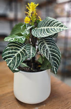 Load image into Gallery viewer, Zebra Plant - 6"
