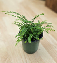 Load image into Gallery viewer, Fern - Lemon Button - 3"
