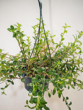 Load image into Gallery viewer, Goldfish plant - Hanging Basket 6"
