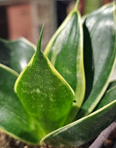 Sansevieria - Black Star - 3"