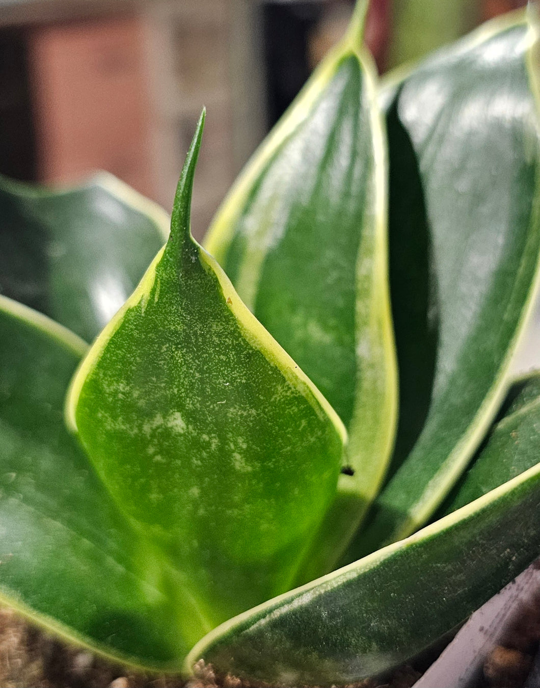 Sansevieria - Black Star - 3