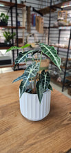 Load image into Gallery viewer, Alocasia - Polly - 4"
