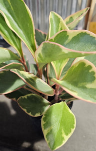 Peperomia - Ginny - 4"