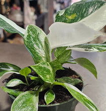 Load image into Gallery viewer, Philodendron - White Princess - 4&quot;
