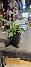 Load image into Gallery viewer, Philodendron - White Princess - 4&quot;
