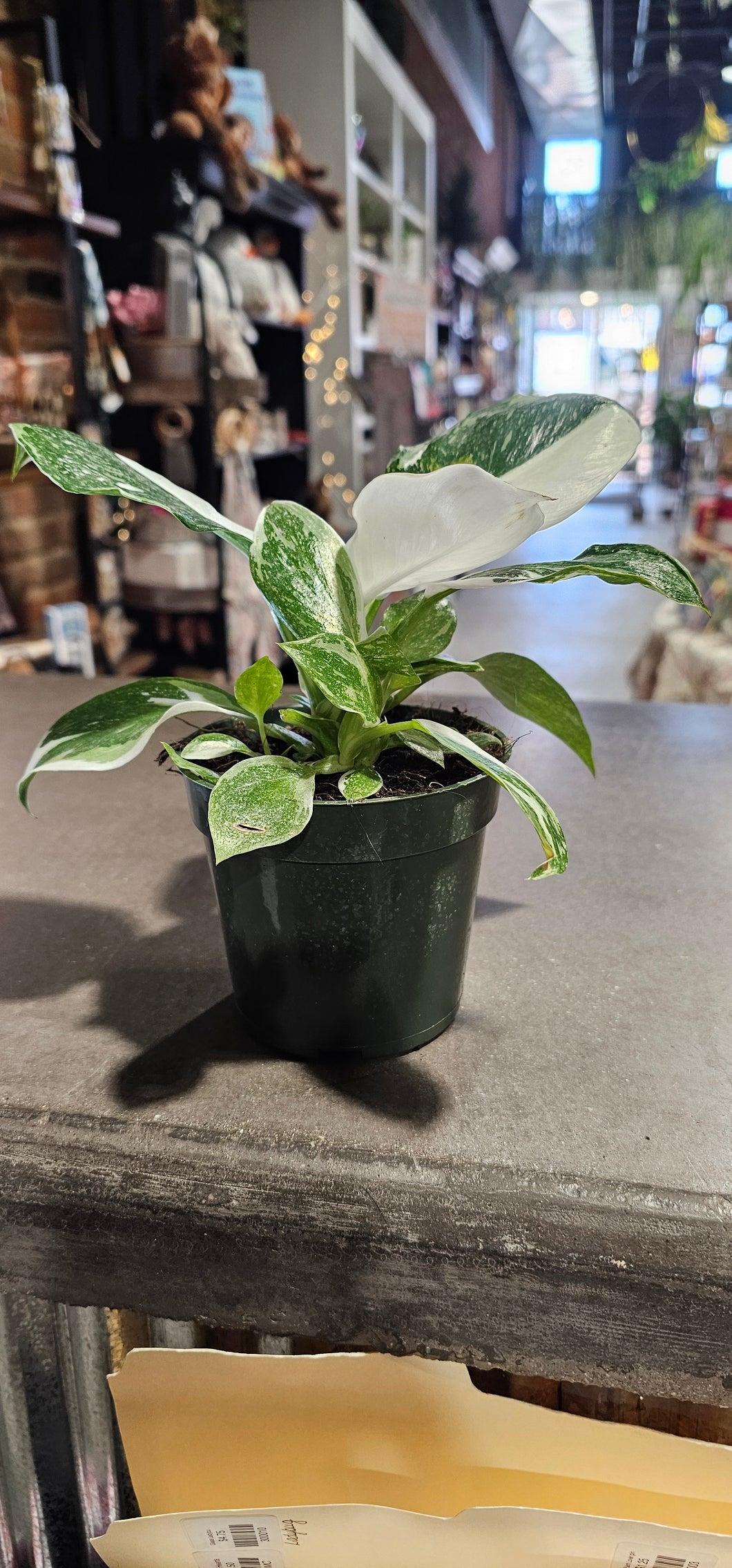 Philodendron - White Princess - 4