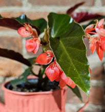 Load image into Gallery viewer, Angel Wing Begonia &#39;Torch&#39; - 4.5&quot;
