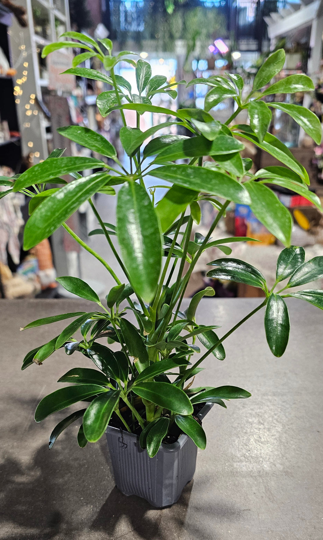 Schefflera - Arboricola - 3