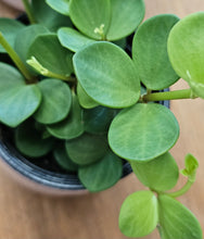 Load image into Gallery viewer, Peperomia - Hope - 4"
