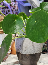 Load image into Gallery viewer, Pilea Peperomiodes - Money Plant - 4.5&quot;
