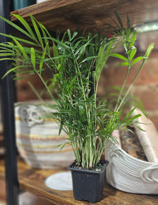 Neanthebella Palm