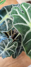 Load image into Gallery viewer, Alocasia - Polly - 4"

