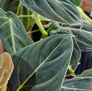 Philodendron melanochrysum 'Black Gold' - 4.5