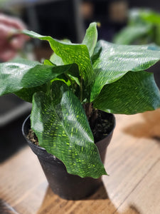 Calathea - Network - 4"