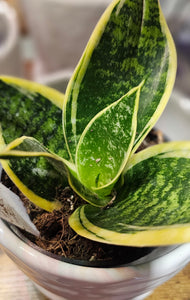 Sansevieria - Ocean Star - 3"