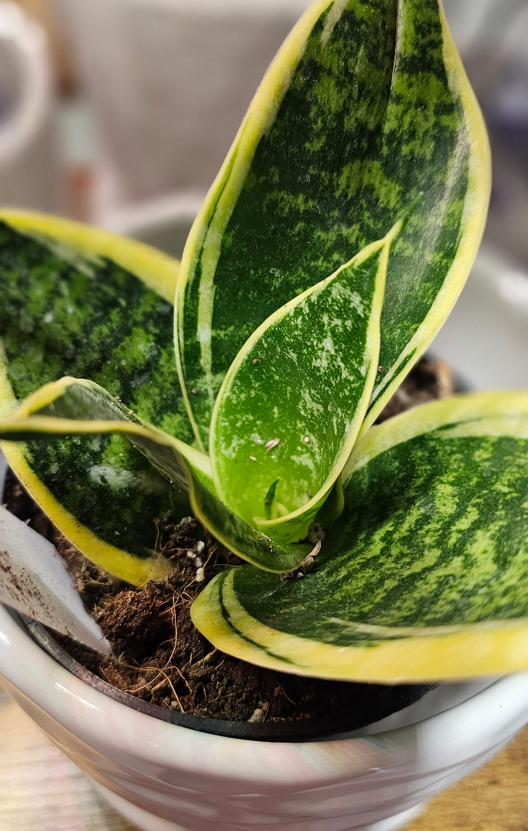 Sansevieria - Ocean Star - 3