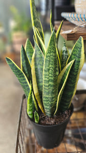 Sansevieria - Laurentii "Golden Flame" - 6"
