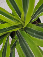Load image into Gallery viewer, Dracaena - Lemon Lime - 6"
