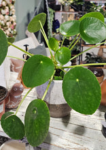 Load image into Gallery viewer, Pilea Peperomiodes - Money Plant - 4.5&quot;
