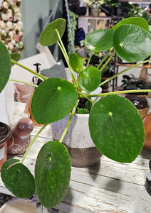 Pilea Peperomiodes - Money Plant - 4.5"