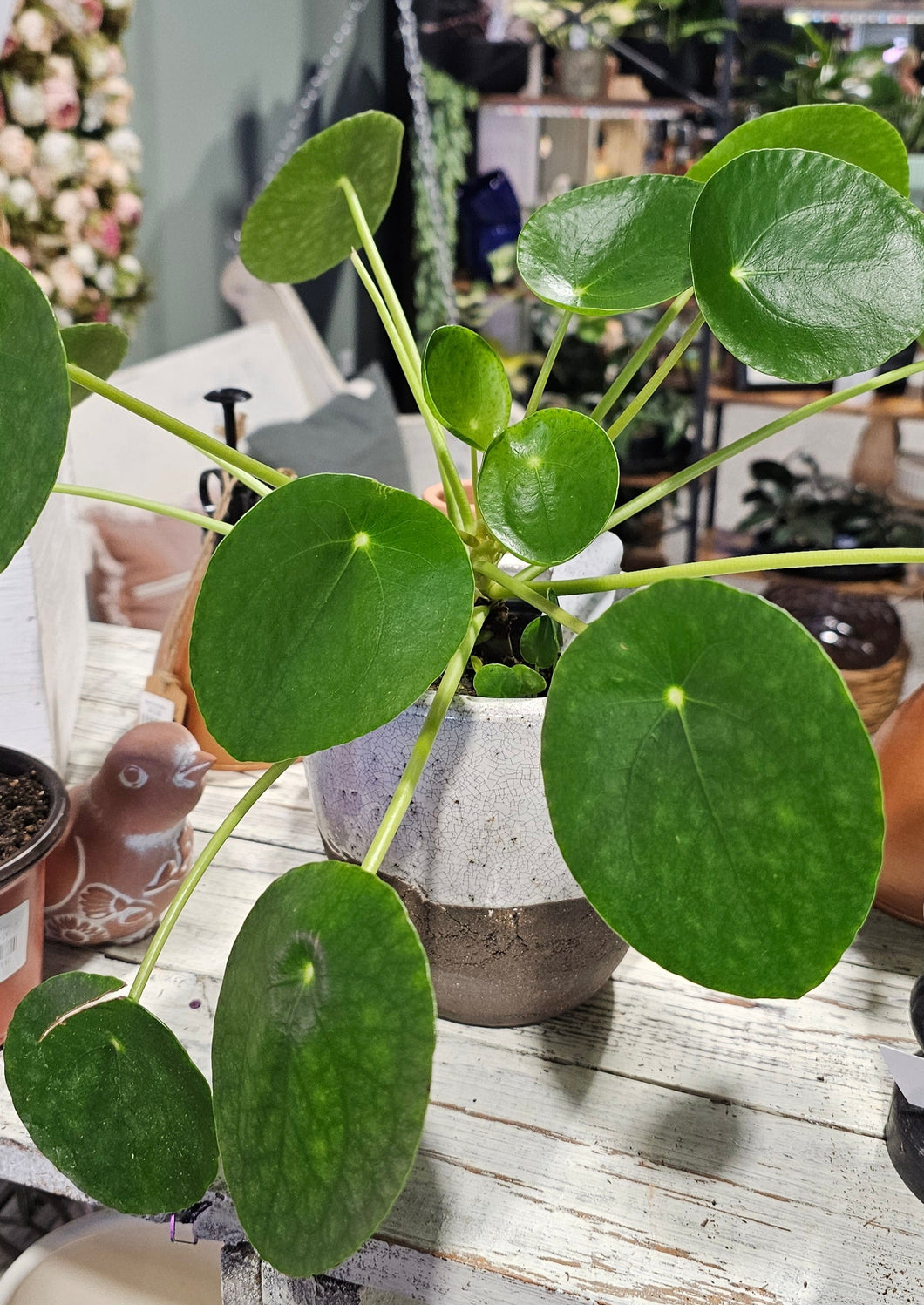 Pilea Peperomiodes - Money Plant - 4.5