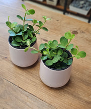 Load image into Gallery viewer, Peperomia - Hope - 4"
