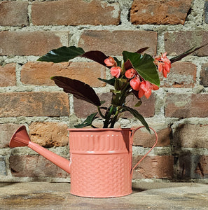 Angel Wing Begonia 'Torch' - 4.5"