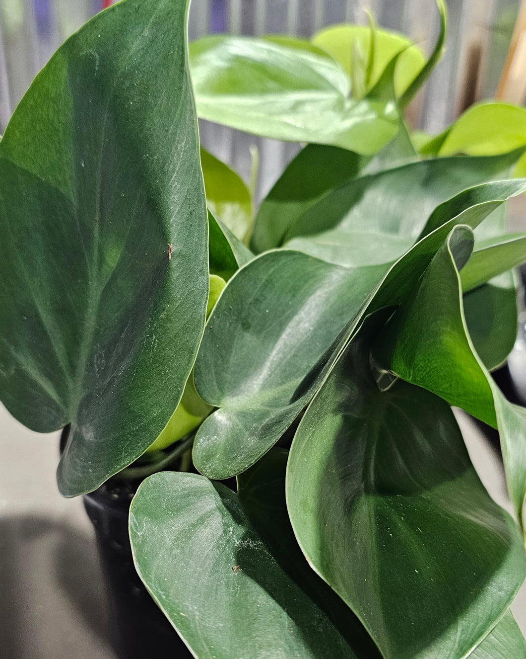 Philodendron - Green Scandens - 4