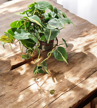 Load image into Gallery viewer, Philodendron Cordatum - &quot;Silver Stripe&quot; - 4.5&quot;
