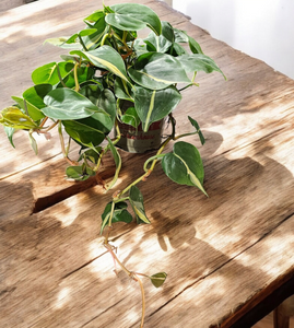 Philodendron Cordatum - "Silver Stripe" - 4.5"