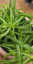 Load image into Gallery viewer, String Bean - 6"
