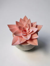 Load image into Gallery viewer, Succulent Gnat Trap - Assorted
