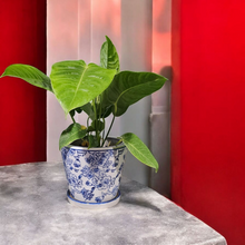 Load image into Gallery viewer, 4.5&quot; Anthurium veitchii &#39;King&#39;
