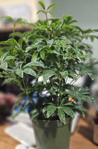 Schefflera - Arboricola - 6"
