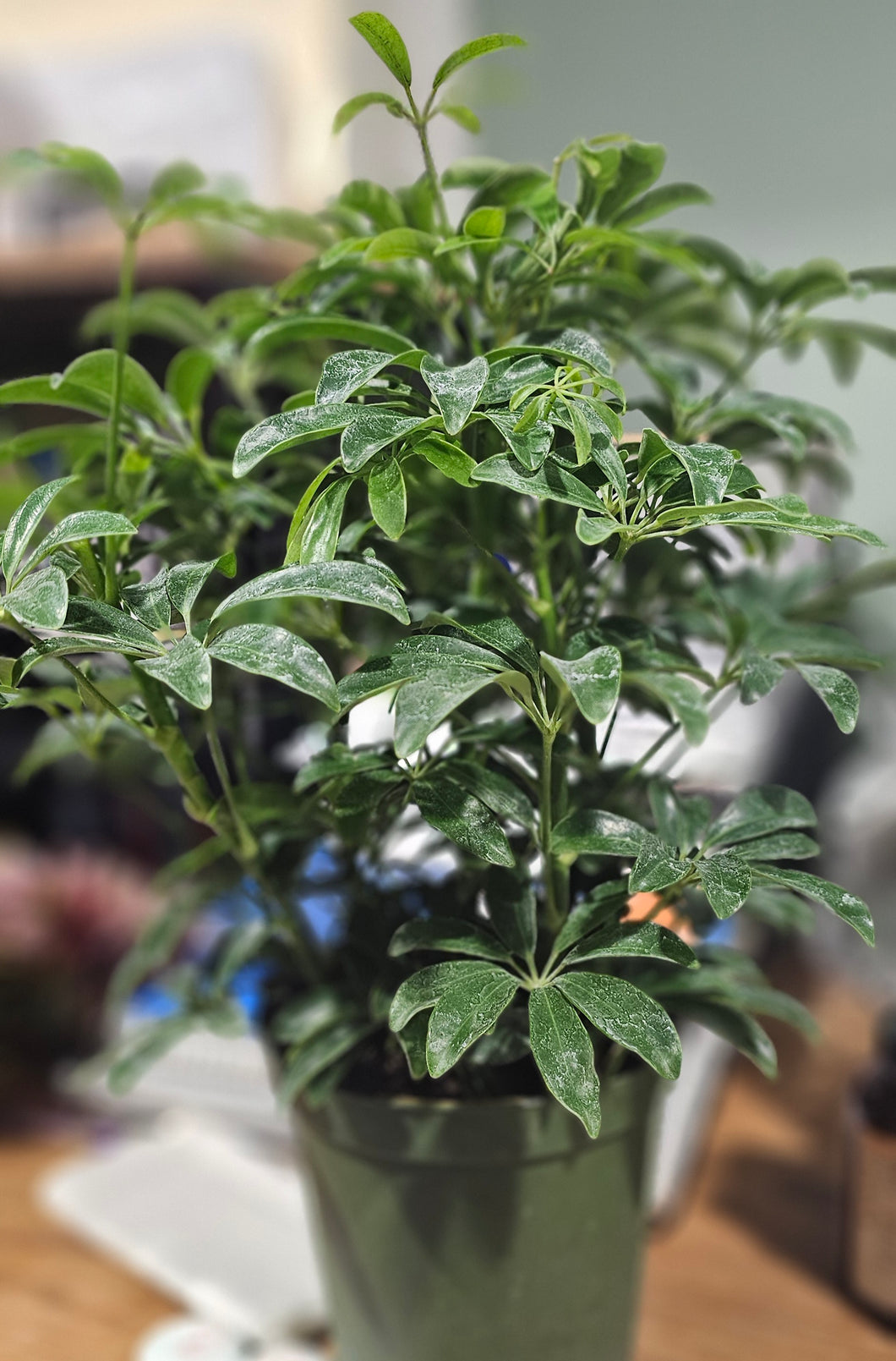 Schefflera - Arboricola - 6