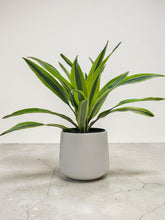 Load image into Gallery viewer, Dracaena - Lemon Lime - 6"
