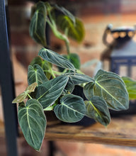 Load image into Gallery viewer, Philodendron melanochrysum &#39;Black Gold&#39; - 4.5
