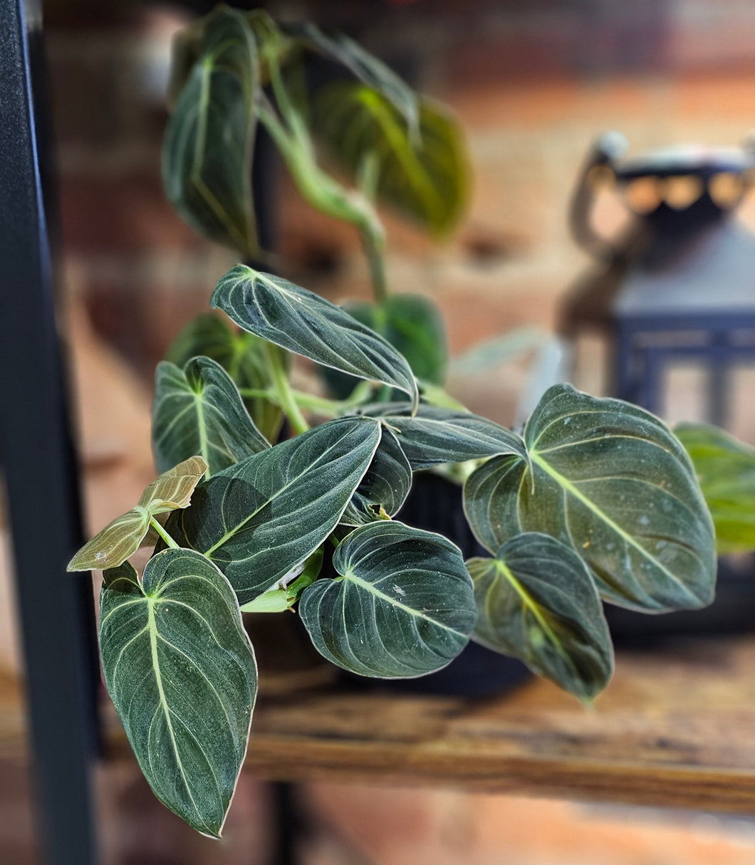 Philodendron melanochrysum 'Black Gold' - 4.5